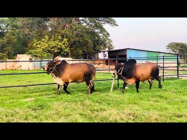 চট্টগ্রামের হামিম এগ্রোর সুন্দর ২টি গীরগরু |হামিম এগ্রো |  Goru Lovers Of Chattga