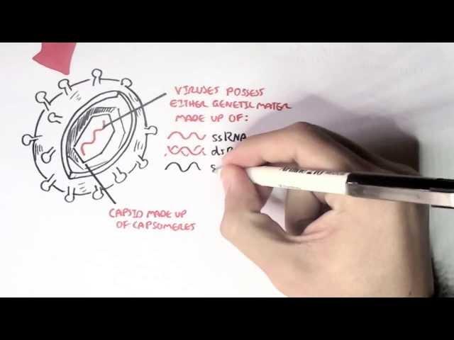 Microbiology - Viruses (Structure, Types and Bacteriophage Replication)