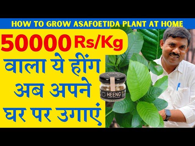 50000 Rs/Kg वाला ये हींग अब अपने घर पर उगाएं || जानिये कैसे बनाया जाता है हींग || Asafoetida Plant