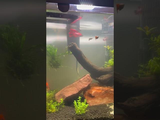 How Often Do You Really Need to Change Your Aquarium Water?