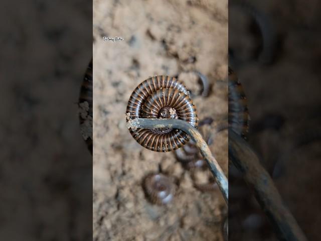 Catching Big Millipede  #shorts #virals #insects #wildliferescue