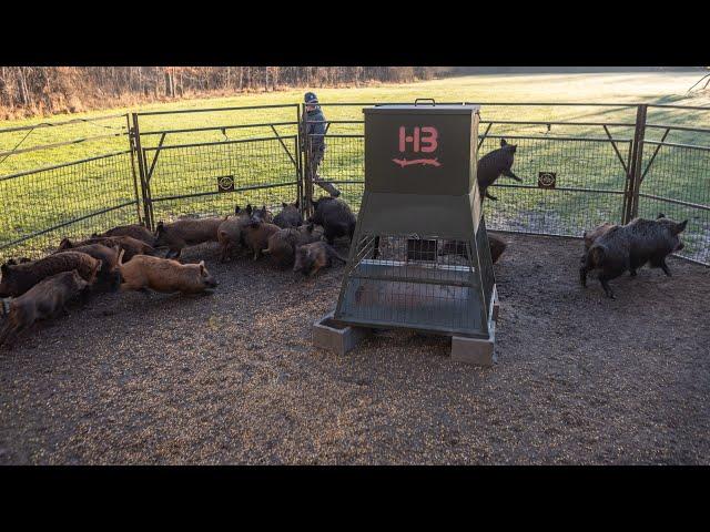 Trapping this LARGE sounder of wild hogs helped me break the quota.