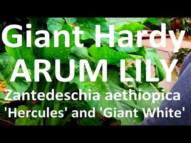 Tropical Gardens UK: Giant Arum Lily - Zantedeschia aethiopica 'Hercules' and 'White Giant'
