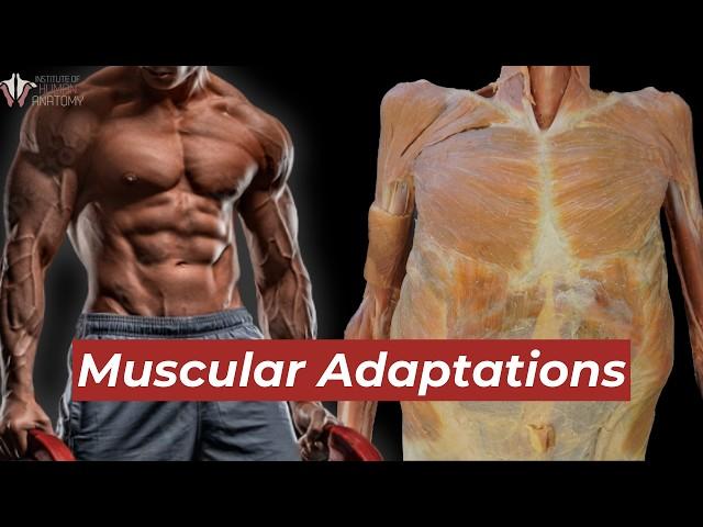 This is What Exercise Does to Your Muscles | Institute of Human Anatomy