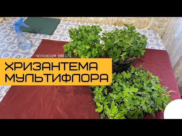 Хризантема мультифлора | САДОВЫЕ ДЕЛА #хризантемамультифлора #садовыедела