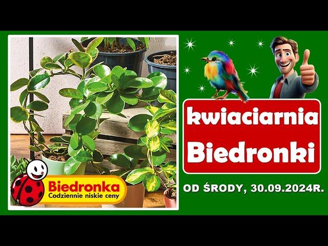 𝐁𝐈𝐄𝐃𝐑𝐎𝐍𝐊𝐀  Nowa Oferta od Poniedziałku 30.09.2024 | Kwiaciarnia Biedronki | Tanie Kwiaty