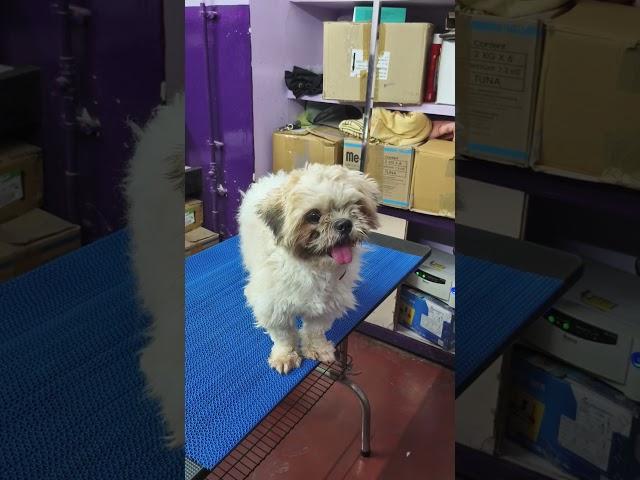 Milo came for grooming at passion pets clinic madurai ️ 9360428773