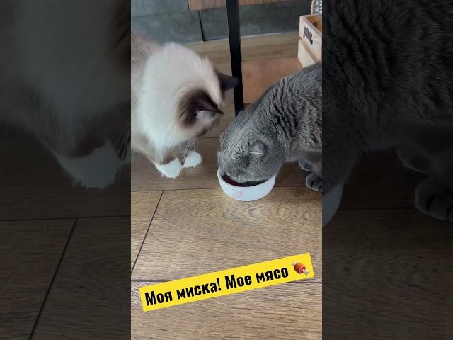 Отдай мясо! #смешныевидео #котята #