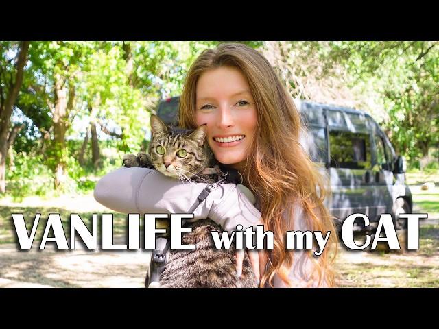 VANLIFE with my CAT | A Day In The Life VLOG | Answering Your Questions