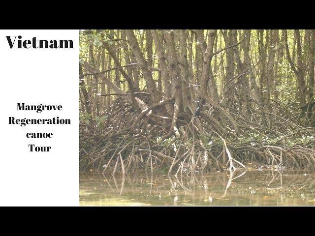 Vietnam - mangrove canoe tour