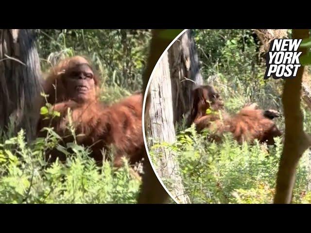 Bigfoot captured in wild viral video by terrified hiker: ‘Scariest moment of my life’