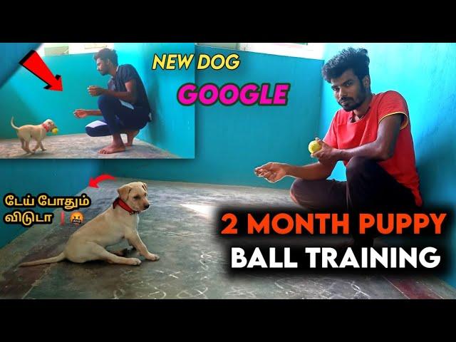 How to train dog fetch |டேய் போதும்டா | 2 month puppy  | our new friend Google#dog #googledog#aj