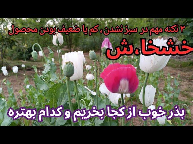 نکات مهم در کاشتن بذر خشخا،ش و انتخاب آن که باعث نتیجه بسیار بیشتر و قابل توجه می‌شود