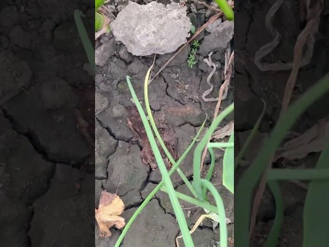 Taro Garden: Harvesting the Giant Super Root! #growing taro root #homestead tour #urban homestead