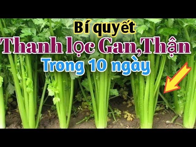 Loại rau Thanh lọc Gan Thận tốt nhất.PHAN HẢI channel.