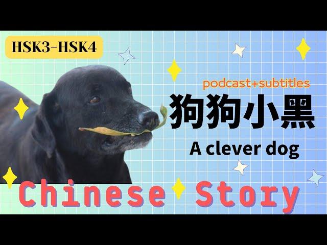 【HSK3 Chinese story】狗狗小黑 A clever dog  | Podcast & Subtitles｜Listening practice & test｜A real story