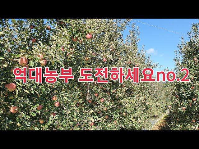 억대농부 도전하세요no.2 사과농사 10월8일