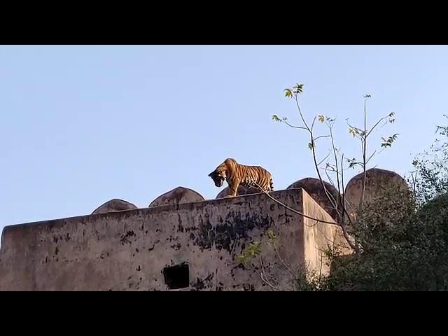 Tiger | Ranthambore fort | Reserve Tiger | WilfLife