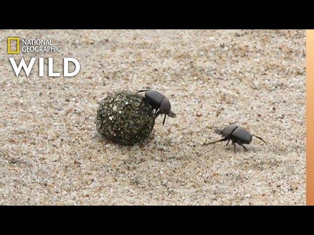 Dung Beetles Battle for a Ball of Poop | Nat Geo Wild