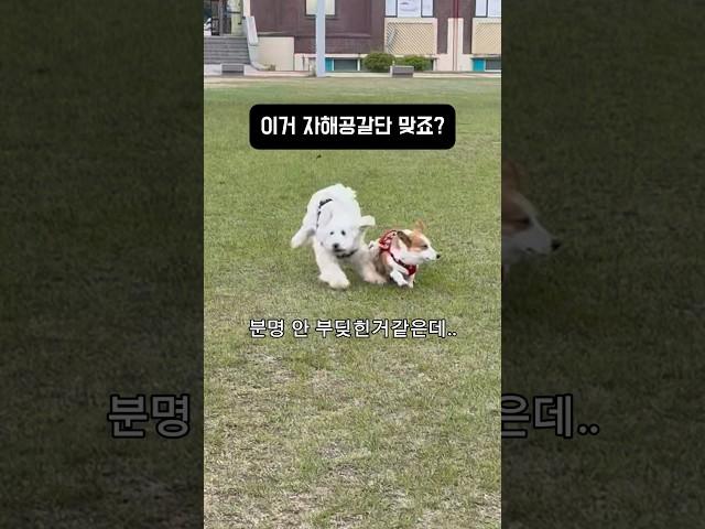 야야 너무 티나잖아.. #웰시코기 #자해공갈단 #보험사기