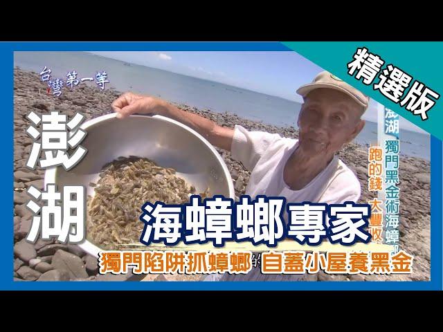 台灣第一等【高檔釣餌海蟑螂 80歲阿昌伯獨門抓捕陷阱】澎湖_精選版