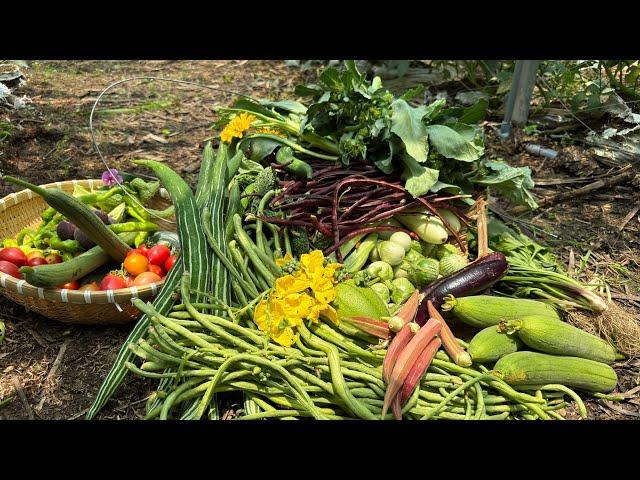 Harvest broccoli, tomatoes, eggplant, cowpeas, luffa, okra, bitter melon, chili, figs