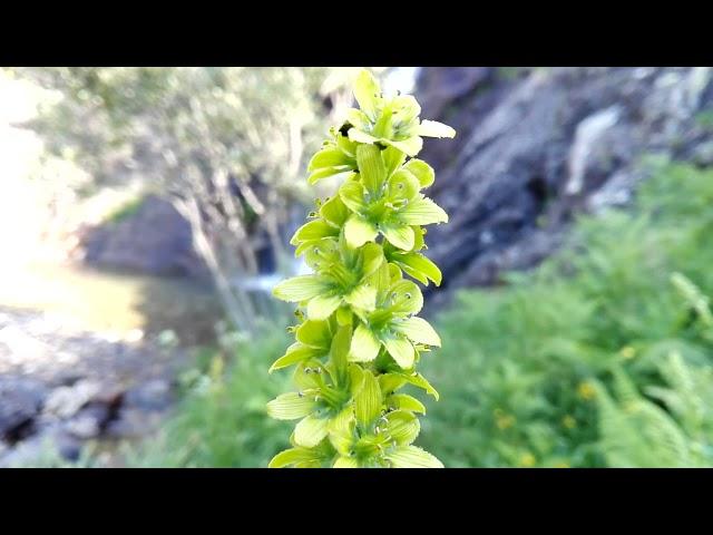 Veratrum album (White veratrum)