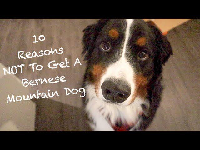 10 Reasons Why The Bernese Mountain Dog Might Not Be The Dog For You