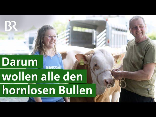 Im Trend: Zucht von genetisch hornlosen Bullen | Unser Land | BR