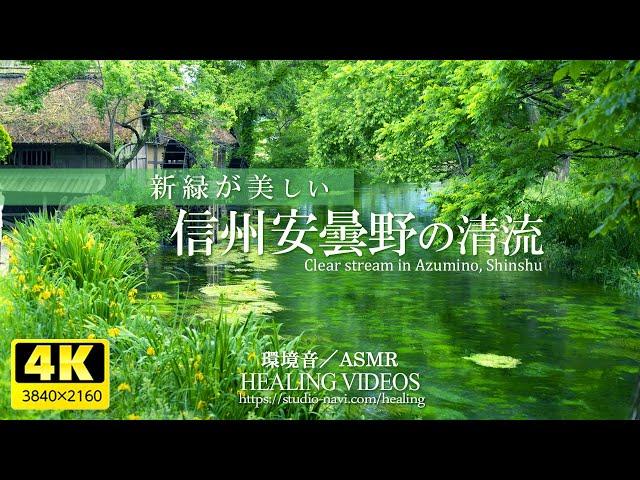 [Environmental sound / ASMR] Clear stream of fresh green Shinshu Azumino / 4 hours (healing)