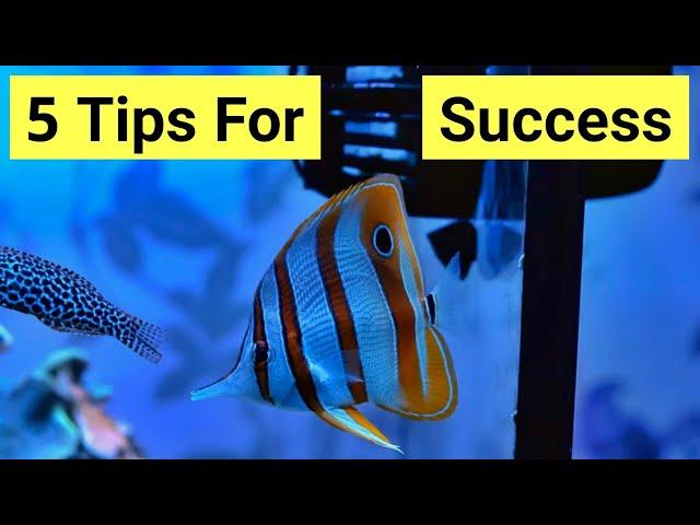 Copperbanded Butterflyfish Care Guide