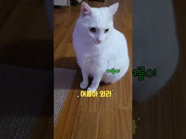 여름아 와라 #고양이 #cat #고양이 일상 #순창