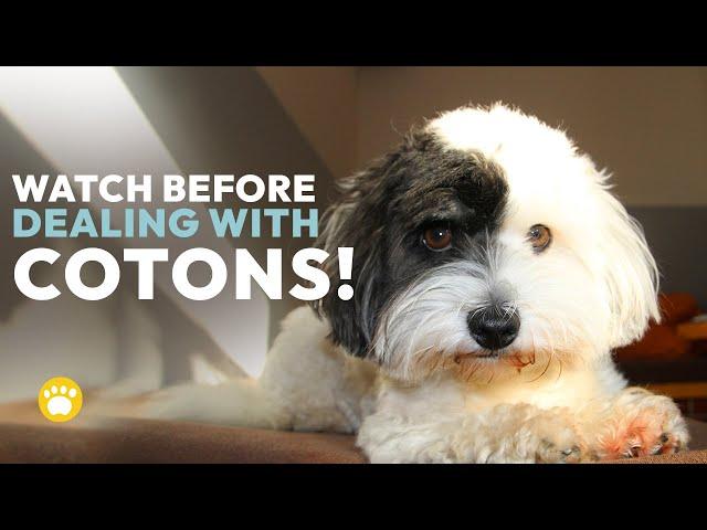 Coton de Tulear History, Temperament, Health & Grooming