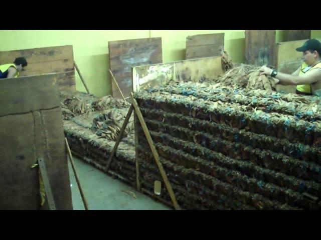 Fermentation