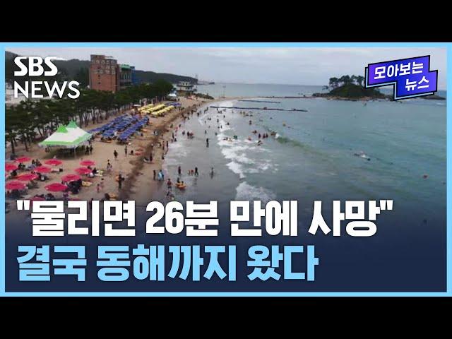 동해 바다에 '둥둥'…심상치 않은 현재 상황 / SBS / 모아보는 뉴스