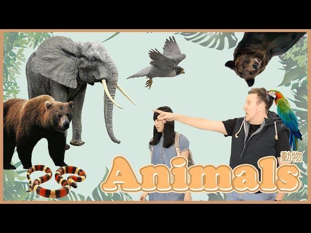 【FunTube看世界】#16 Animals 動物//你最喜歡什麼動物呢?