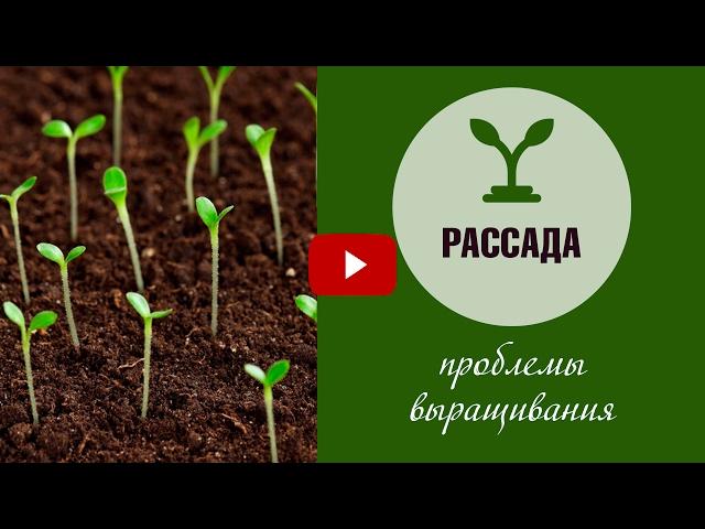 Выращивание рассады - основные проблемы  огород с  hitsadTV  семена посадка и уход.