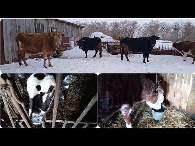 ДОМ В ДЕРЕВНЕ. СЕЛЬСКОЕ ХОЗЯЙСТВО. ДЕРЕВЕНСКАЯ ЖИЗНЬ.