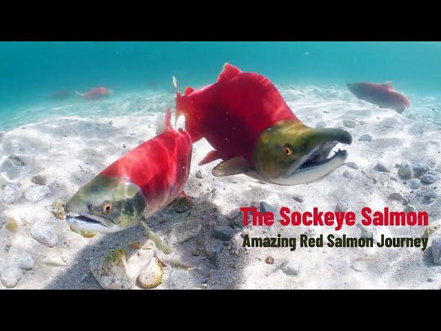 The Sockeye Salmon | Amazing Red Salmon Journey | Nature File