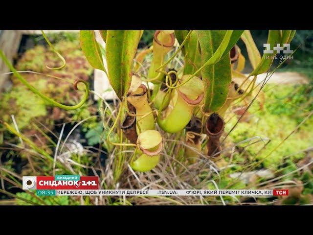 Усе про вирощування рослин-хижаків - Зелена ділянка