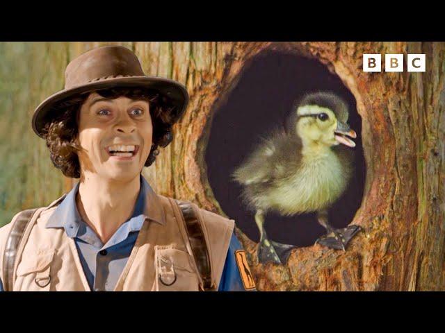 Aquatic Birds  | Andy's Aquatic Adventures | Andy's Amazing Adventures