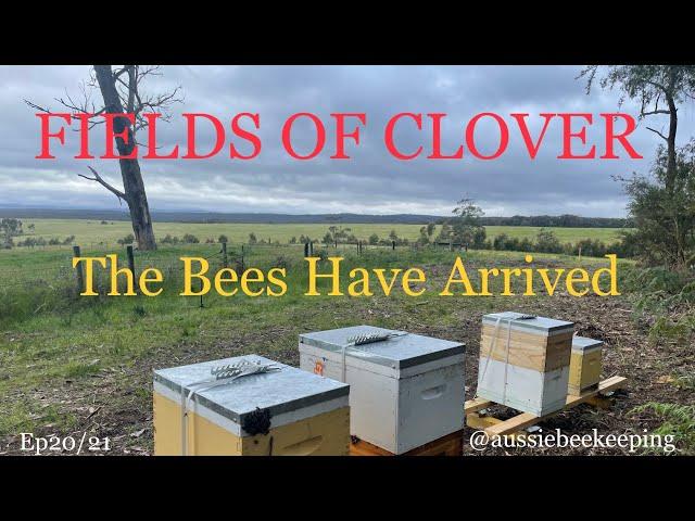 Aussie Bee Keeping - Moving the Bees To the New Site - Fields of Clover 16 Nov 2021