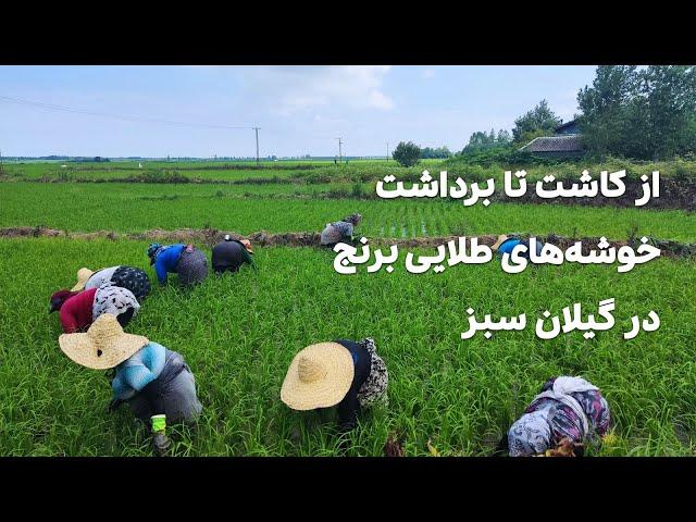 کاشت تا برداشت خوشه‌های طلایی برنج