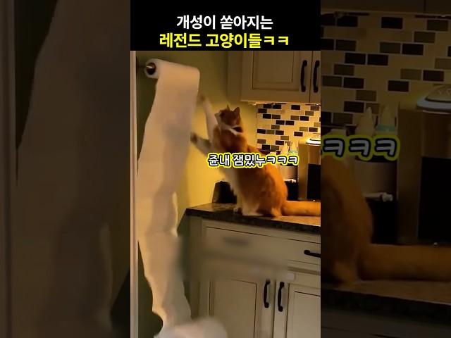 개성이 쏟아지는 레전드 고양이들ㅋㅋ