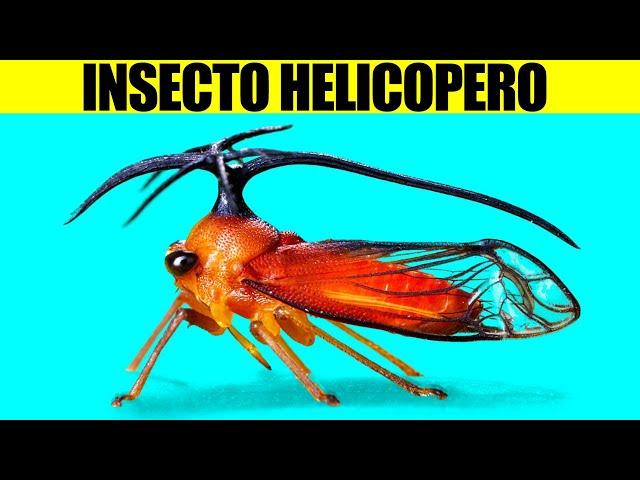 Increibles Especies Animales Descubiertas Recientemente