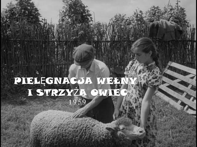 "Pielęgnacja wełny i strzyża owiec" (1959 r.) / CAŁY FILM