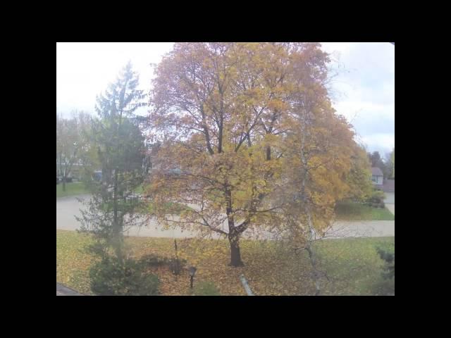 Fall fast forward - Tree loosing all its leaves - Time-lapse