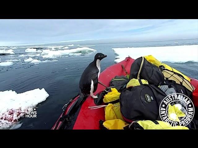 A curious penguin joins scientists for a cold-water cruise