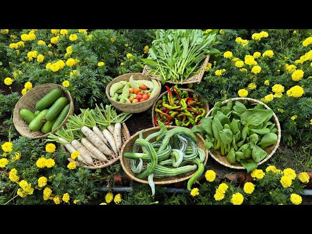 Harvesting bok choy, snake gourd, bitter melon, white radish #gardening