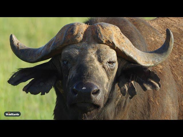 Birds, bugs and buffalo - SafariLIVE Sunset - 18 December 2024